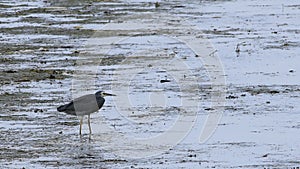 White-faced Heron, Egretta novaehollandiae, in sea