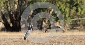 White-faced Heron, Egretta novaehollandiae, standing 4K