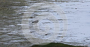 White-faced Heron, Egretta novaehollandiae, walking 4K