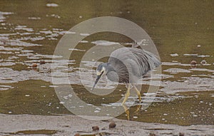 White-faced heron Egretta novaehollandiae at the water of Mill Creek in Stewart Island, New Zealand.