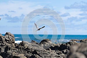 White-faced heron flies over rugged rocky coastline and view to horizon on east coast of Bay Of Plenty, New Zealand at Raukokore
