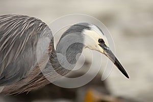 White-faced Heron Hunting