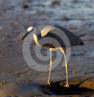 White-faced heron hunting crabs