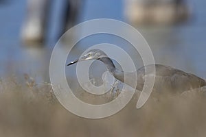 White faced heron hunting for food in outback Australian wetland