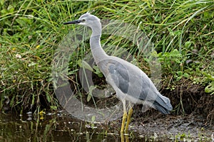 White-faced Heron in New Zealand