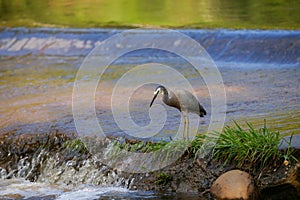 White faced heron on rapids in Shoalheven River patiently feeding