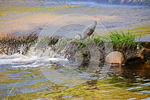 White faced heron on rapids in Shoalheven River patiently feeding