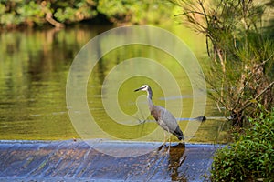 White faced heron on rapids in Shoalheven River patiently feeding