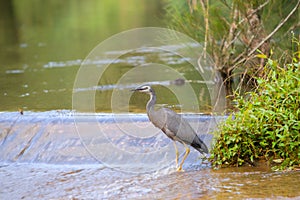 White faced heron on rapids in Shoalheven River patiently feeding