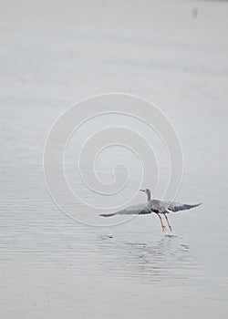 White-faced heron taking flight.
