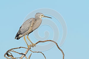 White-Faced Heron on a Tree