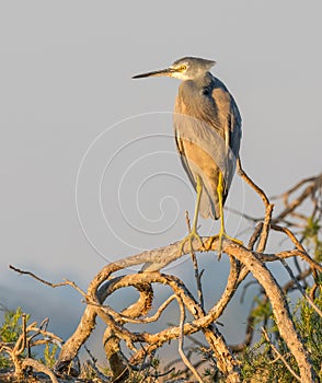 White-Faced Heron on a Tree