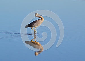 White-faced heron wading in tidal pool