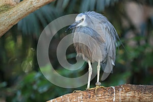 White-faced heron