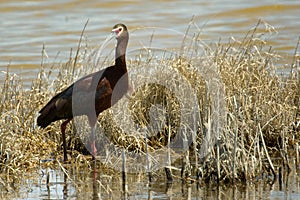 White Faced Ibis