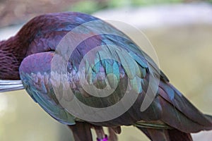 White-faced Ibis cleaning itself, metalic color feather, body detail