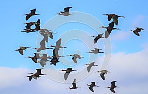 White Faced Ibis Flying Blue Sky Background