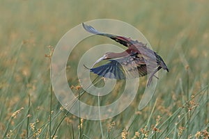 White-faced Ibis Landing in a Marsh