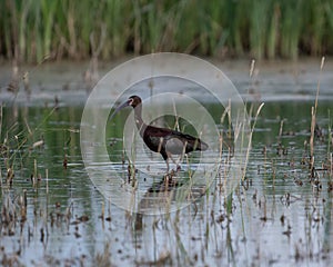 White-faced Ibis on the move