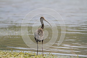 White-faced Ibis Plegadis chihi