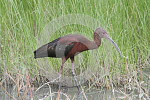 White-faced Ibis Plegadis chihi