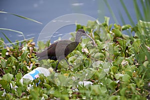 White-faced Ibis Plegadis chihi foraging