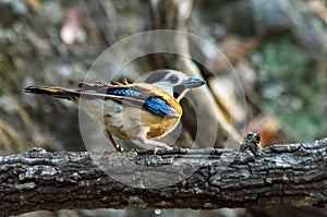 White-faced Jay