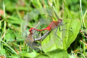 White-faced Meadowhawk Illinois Insects
