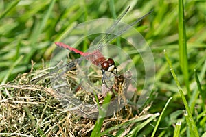 White-faced Meadowhawk - Sympetrum obtrusum