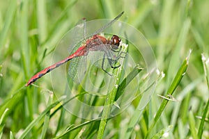 White-faced Meadowhawk - Sympetrum obtrusum