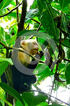 White-faced monkey eating insect in Manuel Antonio National Park, Costa Rica