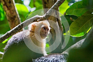 White Faced Monkey profile