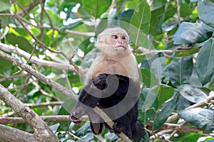 White Faced Monkey three quarter