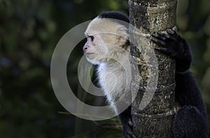 A white faced monkey on a tree