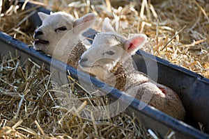 Young Lleyn lambs at lambing time