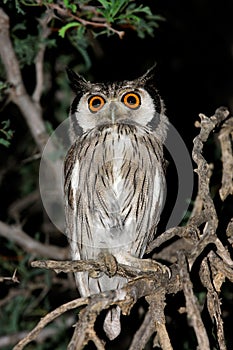 White-faced owl