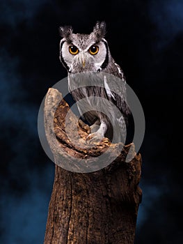 White Faced Owl against night sky