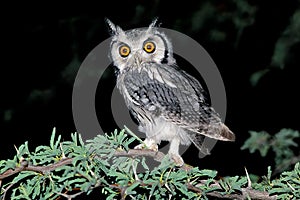 White-faced owl in a tree at night