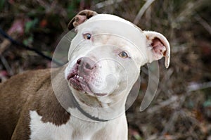 White faced Pit Bull Terrier