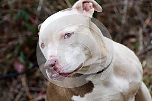 White faced Pit Bull Terrier