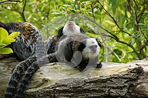 White-faced saki