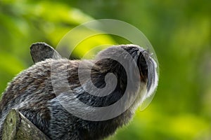 White-faced saki