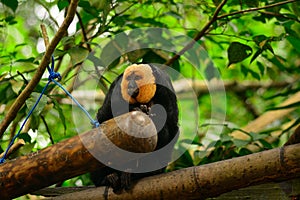 White-faced saki