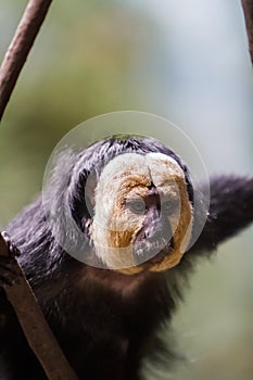 White-faced saki