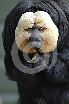 White faced saki photo