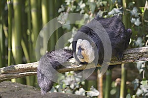 White-faced saki on branch