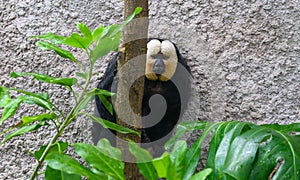 A white faced saki hides behind a tree
