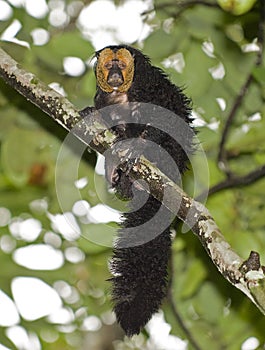 White-faced saki. Male