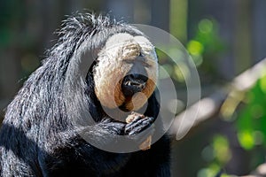 The white-faced saki male monkey eating