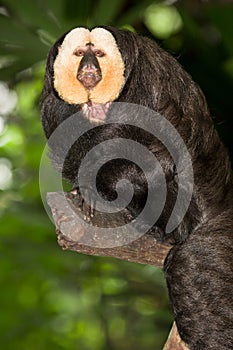 White Faced Saki Monkey